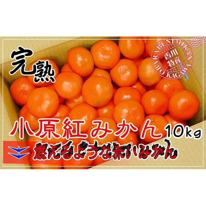 【ふるさと納税】小原紅早生みかん 香川県産 約10kg ( S ～ Lサイズ ) ｜ みかん | フルーツ 果物 く...