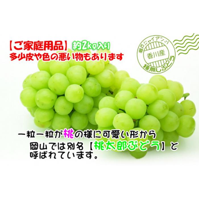 【ふるさと納税】瀬戸ジャイアンツ 約2kg ( 約3 ～5房 ) 2024年発送｜香川産 ぶどう マスカット | フルーツ 果物 くだもの 食品 人気 おすすめ 送料無料