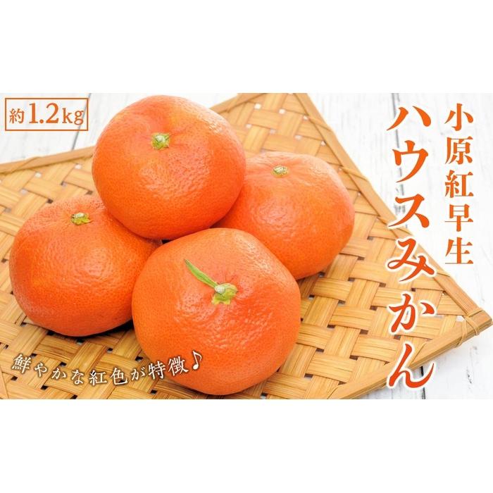 小原紅早生 ハウスみかん 約1.2kg ( 12 〜 18玉 )|みかん | フルーツ 果物 くだもの 食品 人気 おすすめ 送料無料