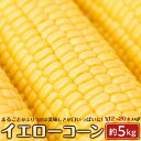 【ふるさと納税】<2026年6月中旬以降発送・先行予約>とうもろこし イエローコーン 約4.5kg ( 12 ~ 20本 ) | 野菜 やさい 食品 人気 おすすめ 送料無料