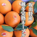 【ふるさと納税】越冬完熟袋掛けネーブル 約5kg (15〜20個入り) | フルーツ 果物 くだもの 食品 人気 おすすめ 送料無料