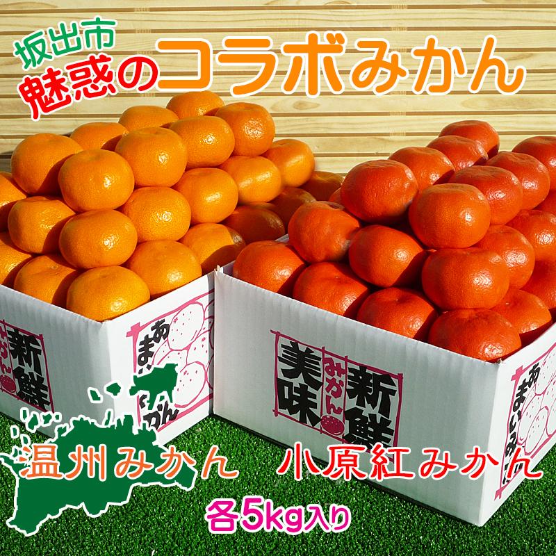 【ふるさと納税】小原紅早生 & 完熟温州 セット 約10kg ( 小原紅早生みかん約5kg & 完熟温州みかん約5kg ) S ~ Lサイズ | みかん | フルーツ 果物 くだもの 食品 人気 おすすめ 送料無料
