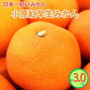 【ふるさと納税】小原紅早生みかん(露地)約3.0kg | フルーツ 果物 くだもの 食品 人気 おすすめ 送料無料