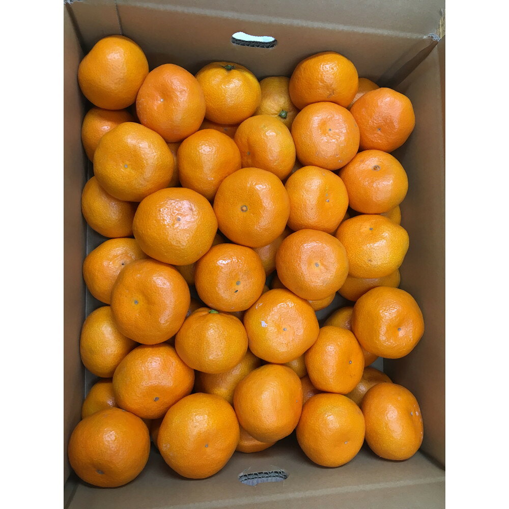 【ふるさと納税】温州みかん　家庭用　約5kg（10月中旬以降発送） | フルーツ 果物 くだもの 食品
