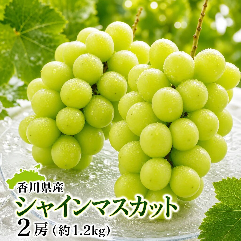 〈先行予約受付中〉2027年産 香川県産シャインマスカット2～3房【8月中旬以降発送予定！】_Z2600001
