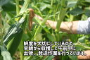 香川県善通寺市の画像3