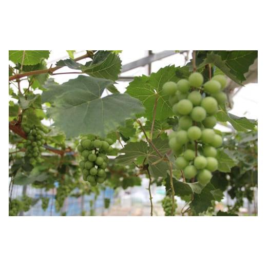 香川県善通寺市の画像3