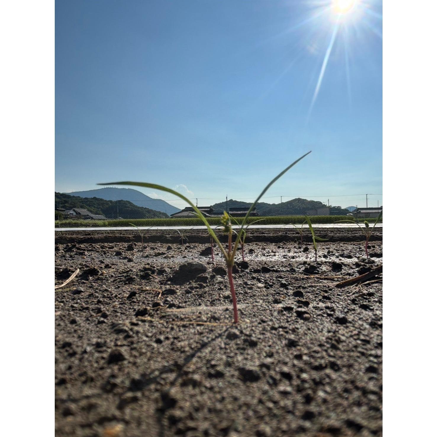 香川県善通寺市の画像3