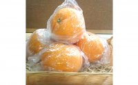 【ふるさと納税】低温貯蔵 特選甘夏柑5kg 【あまなつ・柑橘類・フルーツ・果物】 お届け:2019年6月上旬〜6月下旬まで