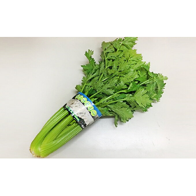 ミニセロリ 5kg 【野菜 】 お届け：2019年5月下旬まで