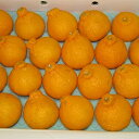 【ふるさと納税】不知火(しらぬひ)約5kg 【果物類・みかん...