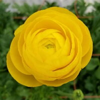 56 Off 香川県観音寺市 ふるさと納税 ラナンキュラス てまり 黄系色 切花50本 年内発送 ラナンキュラス てまり 黄系色 切花50本 花 植物 お届け 21年12月下旬 21年12月下旬花 ガーデン Diy 花 植物 お届け 21年12月下旬 21年 56 Off 香川県観音寺市 ふるさと納税 ラナンキュラス てまり 黄系色 切花50本 年内発送 ラナンキュラス てまり 黄系色 切花50本 花 植物 お届け 21年12月下旬 21年12月下旬花 ガーデン Diy 花 植物 お届け 21年12月下旬 21年