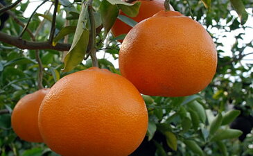【ふるさと納税】数量限定 瀬戸内せとか 約5kg【ご家庭用】 【 みかん フルーツ 果物 柑橘類 5kg 】 お届け:2023年2月上旬〜3月中旬