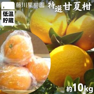 【ふるさと納税】低温貯蔵 特選甘夏柑約10kg みかん 柑橘類 フルーツ お届け:2025年5月下旬~6月上旬