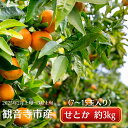 【ふるさと納税】《とろける美味》 せとか 約3kg 甘い みかん ( お取り寄せ おすすめ 美味しい せとかみかん せとかふるさと納税 季節限定 柑橘 蜜柑 かんきつ フルーツ 青果 果物 くだもの 贈り物 特産品 ) 香川県観音寺市  お届け:2026年2月上旬~3月上旬