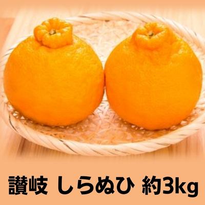 【ふるさと納税】味自慢！讃岐 しらぬひ　約3kg　【果物類・みかん・柑橘類・デコポン　】　お届け：2023年2月上旬〜3月中旬