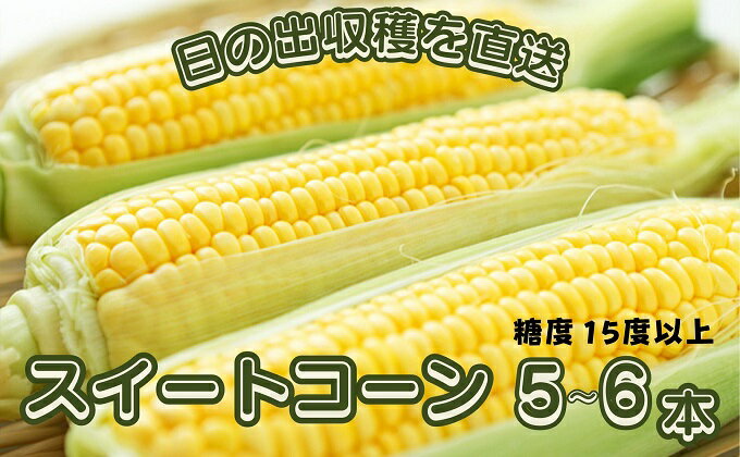 【ふるさと納税】スイートコーン おおもの 5～6本　【野菜・とうもろこし　】　お届け：2024年6月中旬～7月上旬