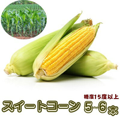 【ふるさと納税】スイートコーン おおもの 5～6本　【野菜・とうもろこし　】　お届け：2024年6月中旬...