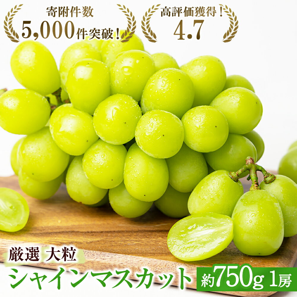 4位! 口コミ数「86件」評価「4.69」大粒 特選 大房シャインマスカット 約750g 1房 ぶどう　【 果物 フルーツ マスカット 種なし 】　お届け：2024年8月下旬～10月･･･ 