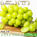 12位! 口コミ数「86件」評価「4.69」大粒 特選 大房シャインマスカット 約750g 1房 ぶどう　【 果物 フルーツ マスカット 種なし 】　お届け：2024年8月下旬～10月･･･ 