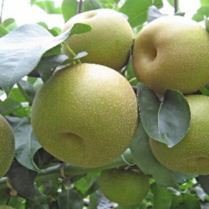 ホウナンの梨（幸水梨）約5kg　【果物・フルーツ・ナシ・先行予約】　お届け：2024年8月上旬～8月中旬