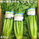 名称ミニセロリ内容量約5kg（6～10束前後）産地国産(観音寺市産)事業者株式会社五色青果配送方法冷蔵配送お届け時期2024年4月中旬～2024年5月上旬備考※画像はイメージです。 ※季節商品のため納期指定はできません。お申し込み順に順次発送致します。 ※生育状況により出荷期間は前後する場合があります。 ※賞味期限：出荷日より冷蔵5日 ・ふるさと納税よくある質問はこちら ・寄附申込みのキャンセル、返礼品の変更・返品はできません。あらかじめご了承ください。 類似商品はこちら乾燥にんにく約2.5kg　　お届け：2024年20,000円ホワイトアスパラガス 約1kg　　お届け：211,000円鮮度抜群！ブロッコリー 約2.5kg　　お届け7,000円そら豆 約4kg　　お届け：2024年5月上旬13,000円スイートコーン とうもろこし ピュアホワイト 7,000円生にんにく 約2kg　　お届け：2024年5月10,000円スイートコーン おおもの 5～6本　　お届け：7,000円枝豆 約2kg　　お届け：2024年7月上旬～9,000円不揃い グリーン アスパラガス 約5kg　　お25,000円新着商品はこちら2024/4/18伊吹島のイリコで育てた! 五郷の里の石地みかん12,000円2024/4/17トマト嫌いが作ったあま～いミニトマト『とまこひ11,000円2024/4/10シャインマスカット 約1.4kg 2～4房入り14,000円再販商品はこちら2024/4/25とっても柔らか　貴重な白なす　約2kg　　お届6,000円2024/4/19観音寺産 採れたての たまねぎ　約6kg　　お6,000円2024/4/19観音寺産 採れたての たまねぎ　約6kg　　お12,000円2024/04/28 更新 【ふるさと納税】ミニセロリ　約5kg　【野菜・野菜・野菜セット】　お届け：2024年4月中旬～2024年5月上旬 ミニセロリは独特な香りとみずみずしく、シャキシャキとした歯ごたえが魅力です。調理方法も多く、さまざまな料理に使用できます。また栄養価も高く、非常に低カロリーな野菜です。瀬戸内の穏やかな気候ですくすくと育った観音寺市産ミニセロリを、ぜひ一度ご賞味ください。 観音寺市 地場産品基準（ 総務省 告示 第 179 号 第 5 条 - 1号） 観音寺市内にて生産されたものです。 寄附金の用途について 安心して子育てできる環境づくりのための事業 未来を担う子どもたちの教育のための事業 にぎわいや交流を創出するための事業 活力と魅力ある産業の振興のための事業 誰もが健康で安心して暮らすための事業 芸術文化の伝承と振興のための事業 事業の指定はしない 受領証明書及びワンストップ特例申請書のお届けについて 受領証明書は、ご入金確認後、注文内容確認画面の【注文者情報】に記載の住所にお送りいたします。発送の時期は、入金確認後1～2週間程度を目途に、お礼の特産品とは別にお送りいたします。ワンストップ特例をご利用される場合、1月10日までに申請書が下記の送付先まで届くように発送ください。 【送付先】〒700-0907　岡山県岡山市北区下石井2-1-18　OGW岡山下石井ビル401号室 レッドホースコーポレーション株式会社 ふるさとサポートセンター　「がんばれ観音寺応援寄附金」　担当 マイナンバーに関する添付書類に漏れのないようご注意ください。