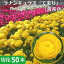 【ふるさと納税】【年内発送】ラナンキュラス「てまり（黄系色）」切花50本　【花・植物】　お届け：2022年11月下旬～2022年12月下旬