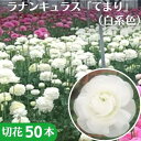 【ふるさと納税】【年内発送】ラナンキュラス「てまり（白系色）」切花50本　【花・植物】　お届け：2022年11月下旬～2022年12月下旬