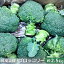 【ふるさと納税】鮮度抜群!ブロッコリー 約2.5kg 【野菜・野菜セット】 お届け:2023年11月下旬~2024年6月中旬 7,000円