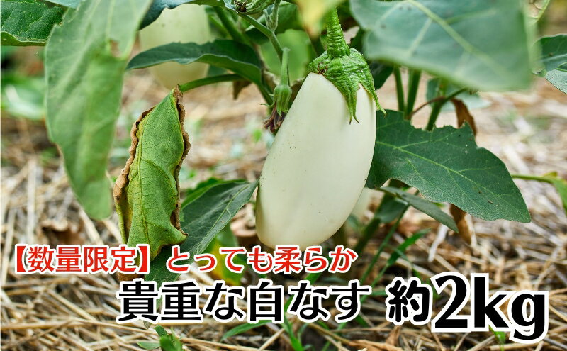 【ふるさと納税】【数量限定】とっても柔らか　貴重な白なす　約2kg　【茄子・野菜・野菜セット】　お届け：2024年6月下旬～10月上旬