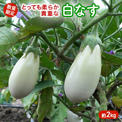 【ふるさと納税】【数量限定】とっても柔らか　貴重な白なす　約2kg　【茄子・野菜・野菜セット】　お...