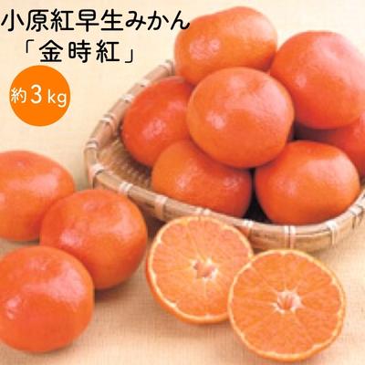 【ふるさと納税】小原紅早生みかん「金時紅」約3kg ミカン 柑橘 糖度11度 甘い　【果物類・柑橘類・みかん・フルーツ・ミカン・蜜柑・くだもの】　お届け：2023年11月下旬～12月下旬