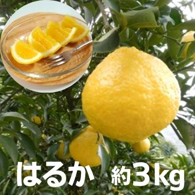 【ふるさと納税】はるか 約3kg　【果物類・柑橘類・フルーツ・みかん・ミカン】　お届け：2025年3月上..