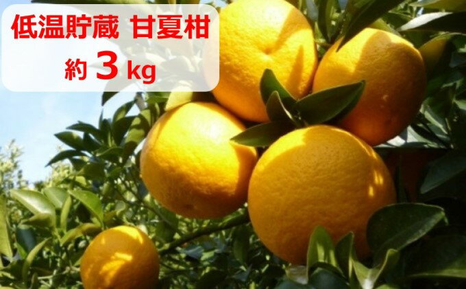 【ふるさと納税】低温貯蔵　甘夏柑　約3kg　【果物類・柑橘類・柑橘・みかん・ミカン・フルーツ】　お届け：2024年5月下旬～6月上旬