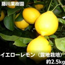 16位! 口コミ数「3件」評価「4.67」2024年お届け イエローレモン（露地栽培）約2.5kg　【果物類・柑橘類・柑橘・レモン・檸檬・イエローレモン】　お届け：2024年1月中旬･･･ 