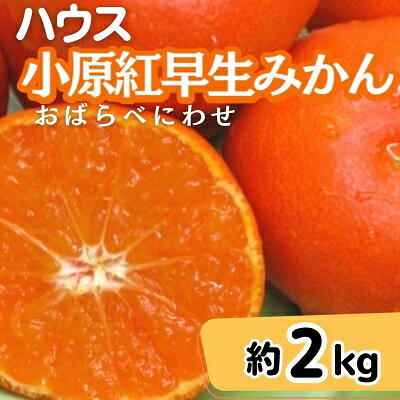 ハウス 小原紅早生 みかん 約2kg化粧箱　【果物類・柑橘類・みかん・フルーツ・約2kg】　お届け：2024年6月下旬～7月下旬