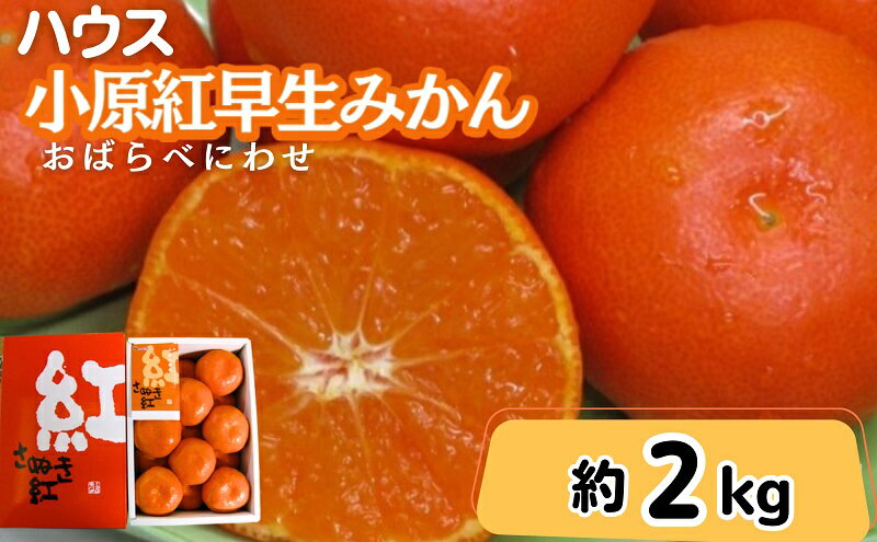 【ふるさと納税】ハウス 小原紅早生 みかん 約2kg化粧箱　【果物類・柑橘類・みかん・フルーツ・約2kg】　お届け：2024年6月下旬～7月下旬