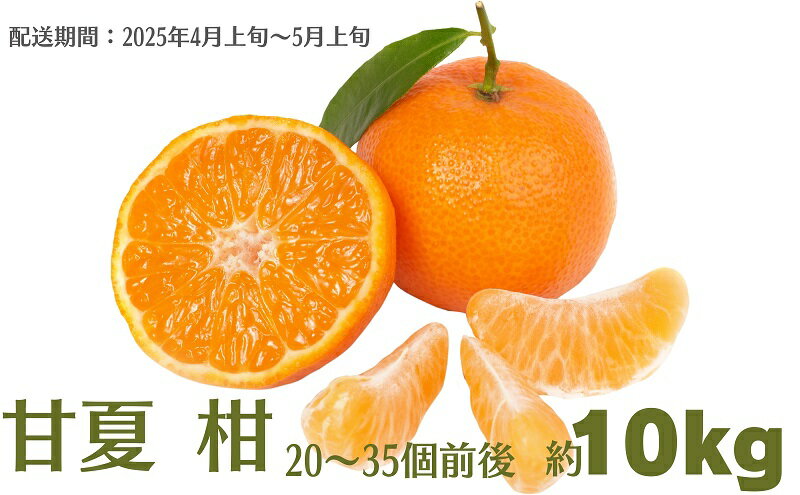 【ふるさと納税】甘夏 柑 約10kg　【果物類・柑橘類・フルーツ・約10kg・甘夏・みかん】　お届け：2024年4月上旬～5月上旬