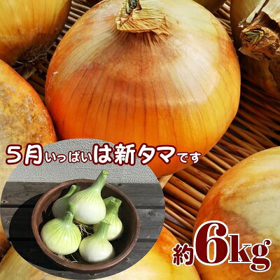 23位! 口コミ数「0件」評価「0」観音寺産 採れたての たまねぎ　約6kg　【野菜・玉ねぎ・たまねぎ・タマネギ】　お届け：2024年5月上旬～9月下旬