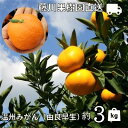 【ふるさと納税】2025年秋よりお届け 農園直送 高糖度温州みかん(由良早生)約3kg 果物類 柑橘類 ミカン フルーツ お届け:2025年10月上旬~11月上旬