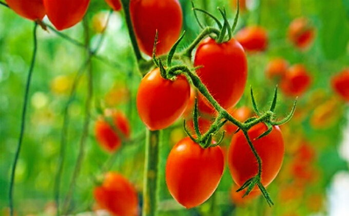 【ふるさと納税】トマト嫌いが作ったあま～いミニトマト『とまこひめ』約1kg 冷蔵便配送　【野菜・ミニトマト・トマト・野菜セット・約1kg】　お届け：2024年4月下旬～8月上旬