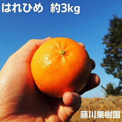 【ふるさと納税】はれひめ 約3kg　2025年1月お届け！　【果物類・柑橘類・みかん・フルーツ】　お届け...