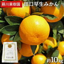 【ふるさと納税】2025年秋よりお届け 田口早生みかん 約10kg 香川県産 フルーツ 果物類 柑橘類 お届け:2025年11月上旬~11月下旬