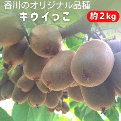 【ふるさと納税】キウイっこ 約2kg 果物 フルーツ デザート 間食 おやつ 食後 一口サイズ 香川県オリジナル 糖度 高い 酸味 少ない 国産 香川県産 観音...