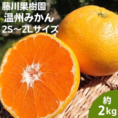 【ふるさと納税】フジカワ温州みかん 約2kg　【 果物 柑橘 フルーツ おやつ 間食 デザート 食後 極早生..