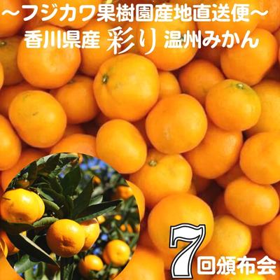 【ふるさと納税】【7回頒布会】～フジカワ果樹園産地直送便～香川県産・彩り温州みかんセット 【定期便・ 果物 柑橘 フルーツ 食べ比べ 】 お届け：ご寄附 入金 頂いた月の次月回より配送開始…