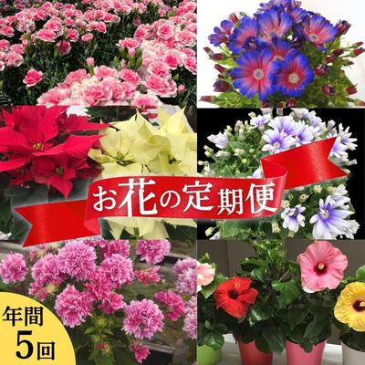 18位! 口コミ数「0件」評価「0」モリヒロ園芸が育てたお花の定期便（年間5回）　【定期便・ 植物 花 瀬戸内 温暖 気候 鉢花 】　お届け：ご寄附（入金）頂いた月の翌月回より･･･ 