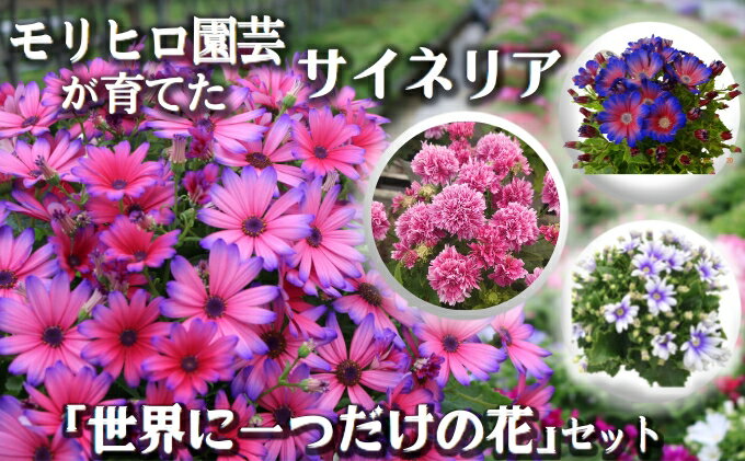 【ふるさと納税】モリヒロ園芸が育てたサイネリア「世界に一つだけの花」セット　【 植物 花 瀬戸内 温暖 気候 鉢花 ギフト 記念日 】　お届け：2025年1月下旬～3月上旬