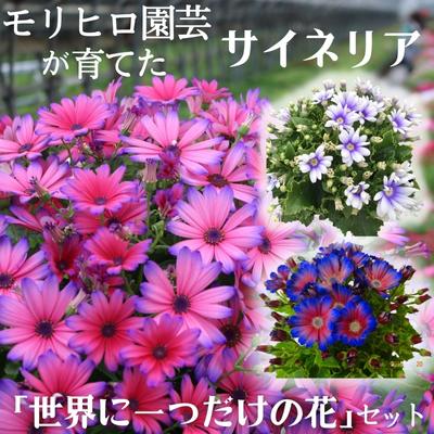 1位! 口コミ数「1件」評価「5」モリヒロ園芸が育てたサイネリア「世界に一つだけの花」セット　【 植物 花 瀬戸内 温暖 気候 鉢花 ギフト 記念日 】　お届け：2025年1･･･ 