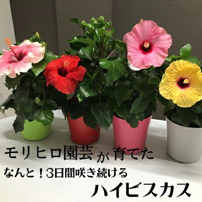 【ふるさと納税】モリヒロ園芸が育てた3日間咲き続けるハイビスカス　【 植物 花 瀬戸内 温暖 気候 鉢花 ギフト 記念日 】　お届け：2024年6月上旬～6月下旬